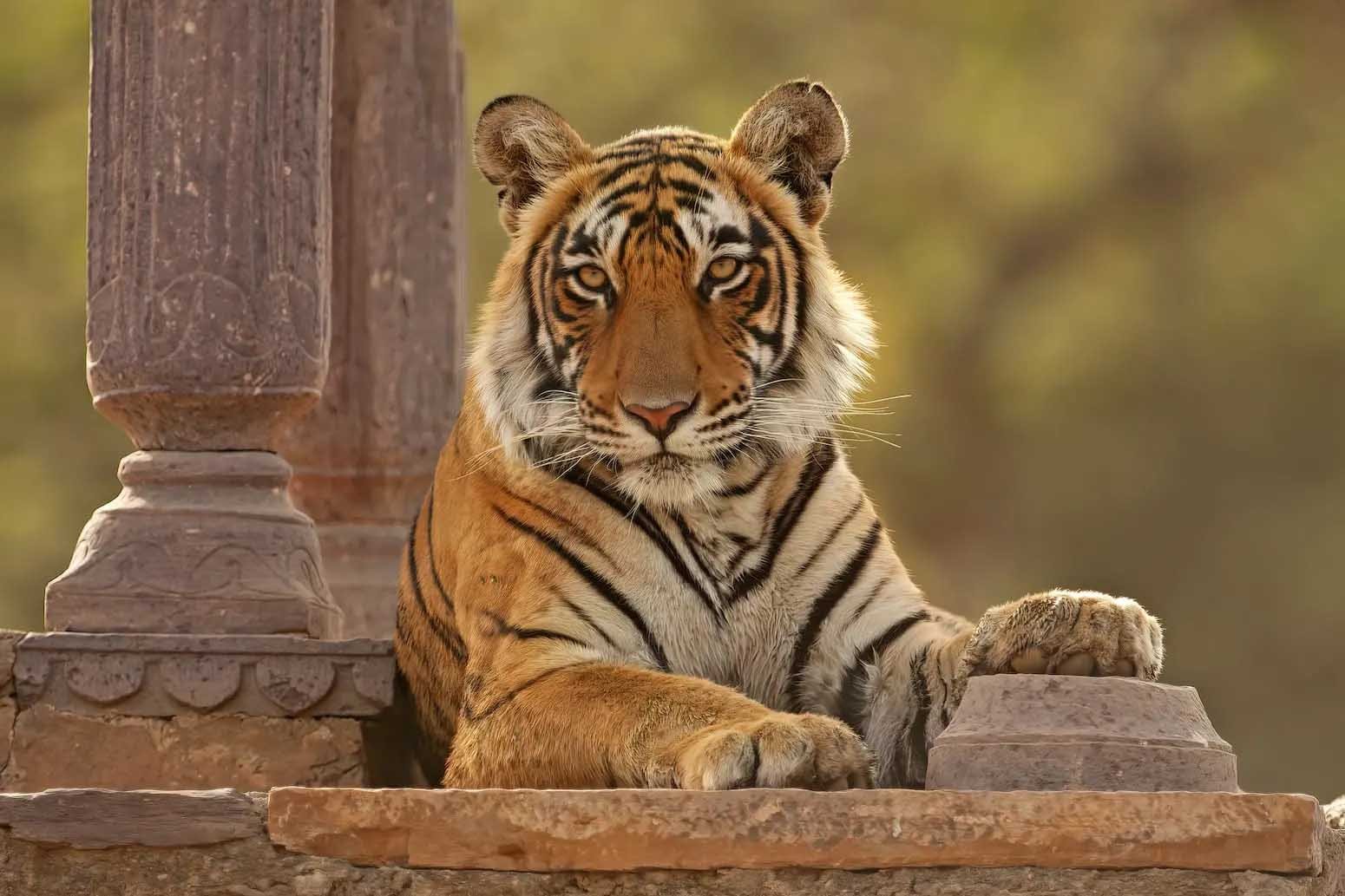 Golden Triangle Tour With Tiger Safari